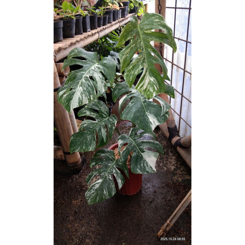 monstera variegata marble