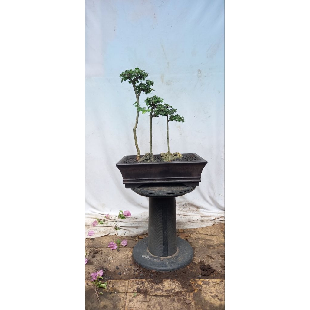 BONSAI POHON SERUT GROUPING