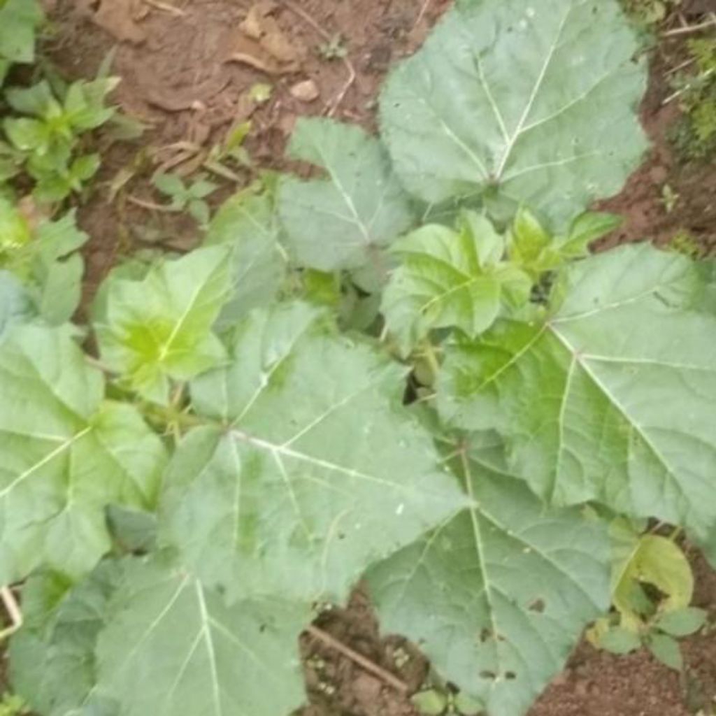 jual daun terong pari, terong berduri