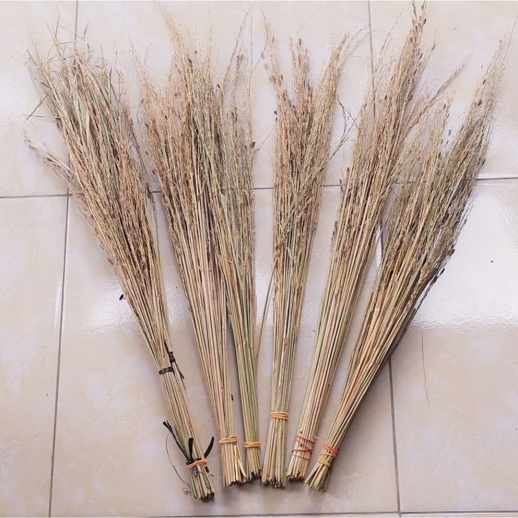 Merang padi ketan hitam ASLI isi 25 batang