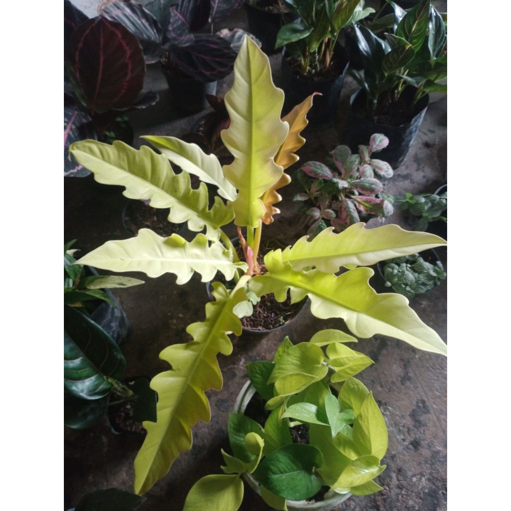 tanaman hias Philodendron 'Golden Xanadu' atau Thaumatophyllum xanadu,