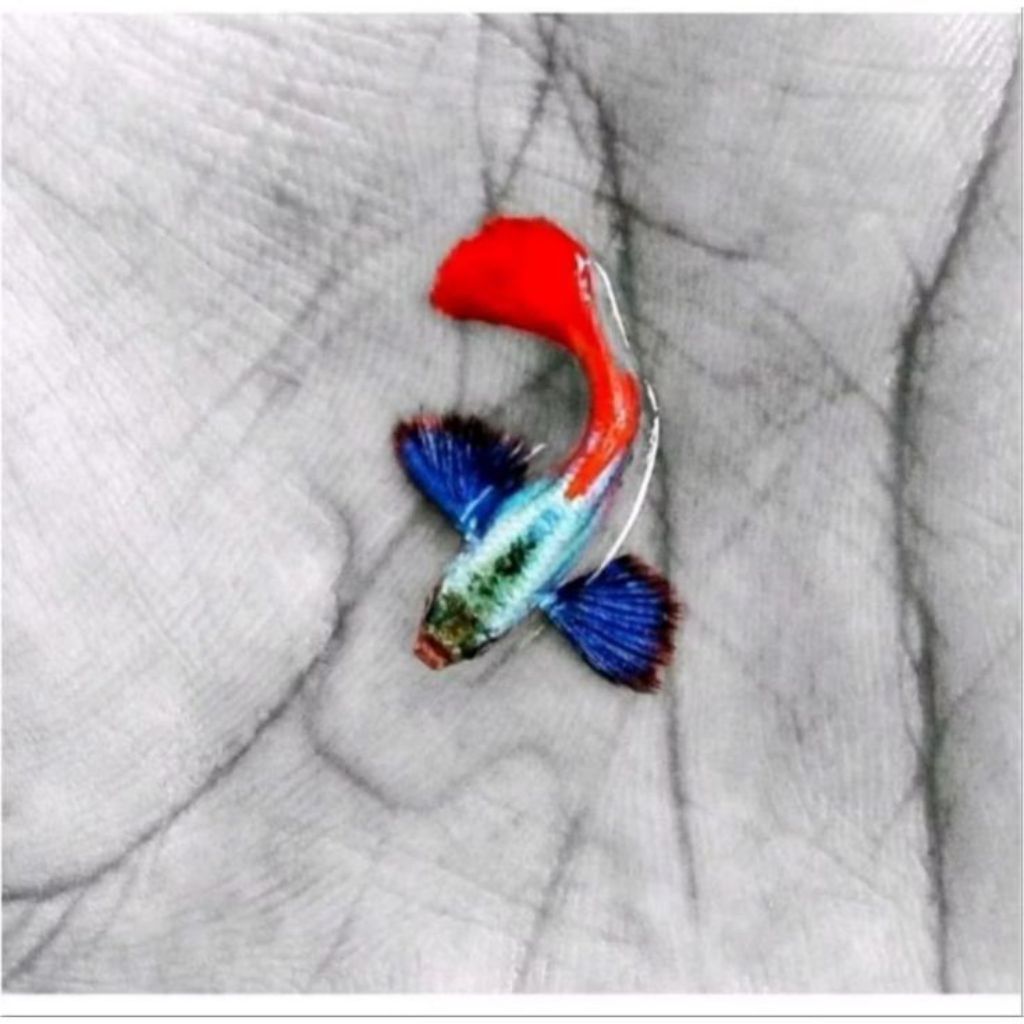 GUPPY PLATINUM RED TAIL DUMBO EAR (PRTDE) Jantan GRADE B