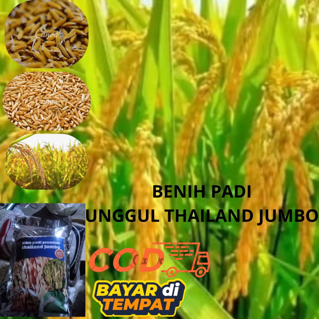 BIBIT PADI THAILAND JUMBO KEMASAN 1KG