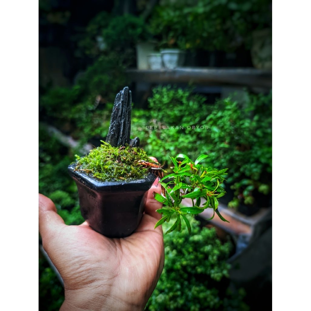 Bonsai Mini Shito Pucuk Merah Micro Dwarp Mini Penjing Karakter Sudah Disertakan Dengan Pot Bonsai,M