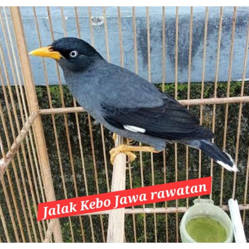 jalak kebo  betina rawatan rajin bunyi  siapan