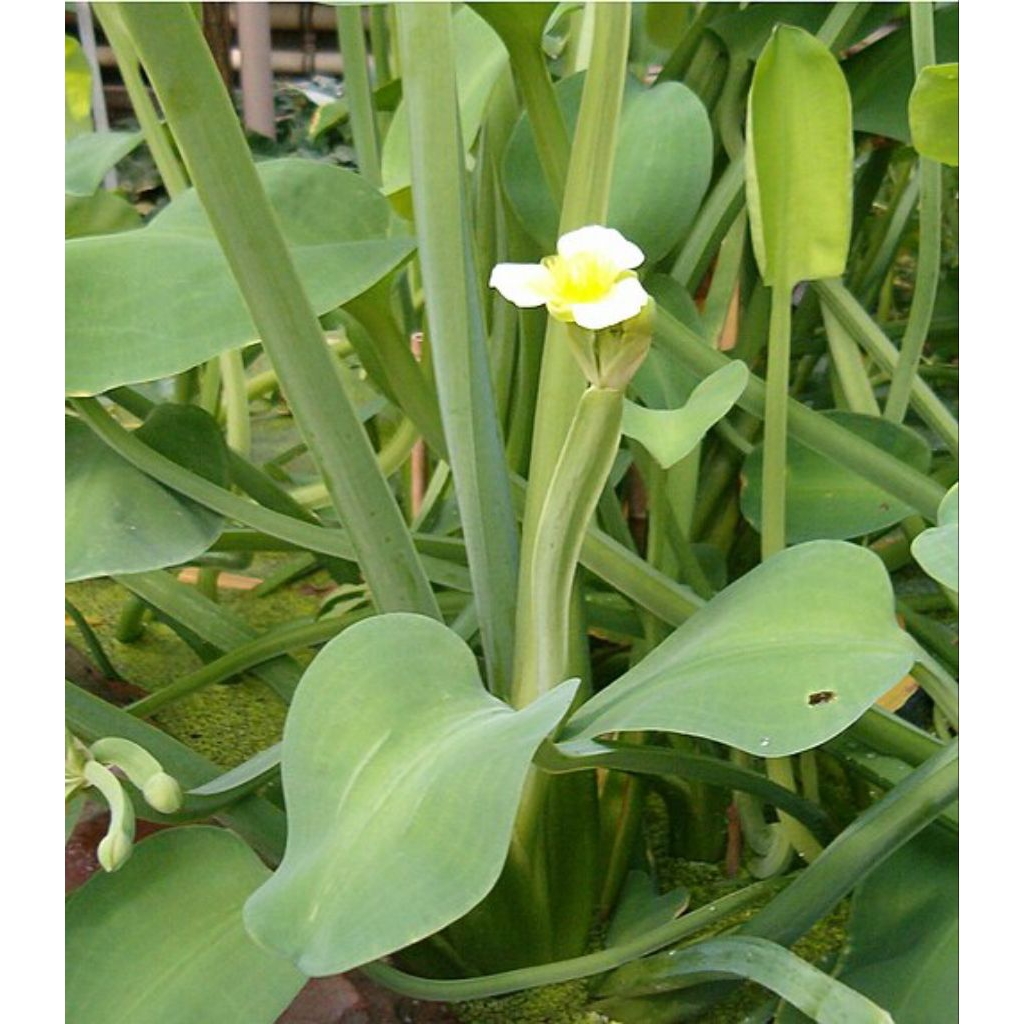 bibit genjer/sayur genjer siap tanam