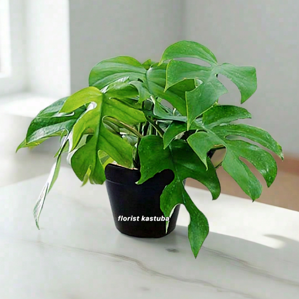 tanaman  monstera tetrasperma monstera minima