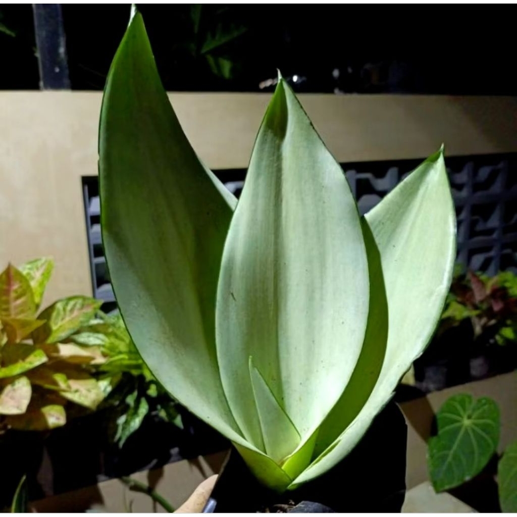 TANAMAN HIAS SANSEVIERA MOONSHINE