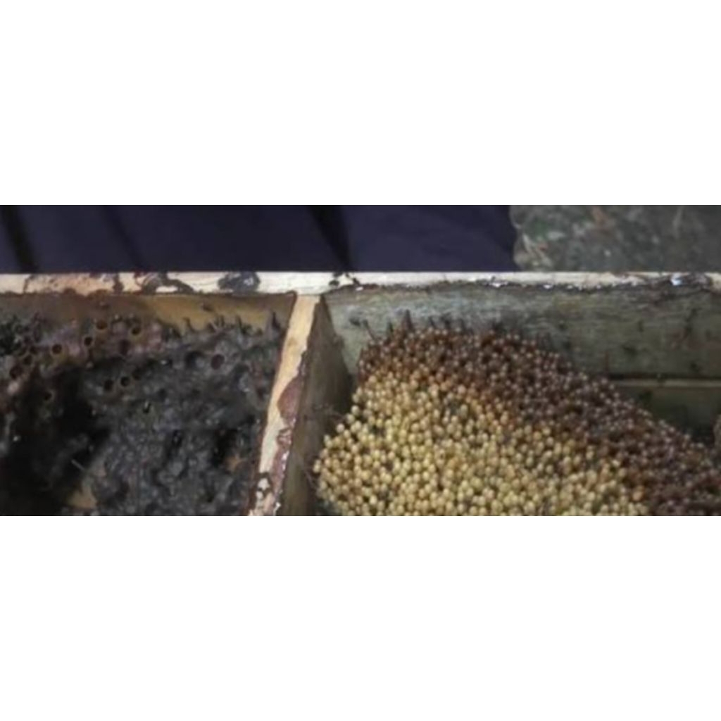 Lebah klanceng/bibit klanceng/Leavicep/kelulut/teuweul