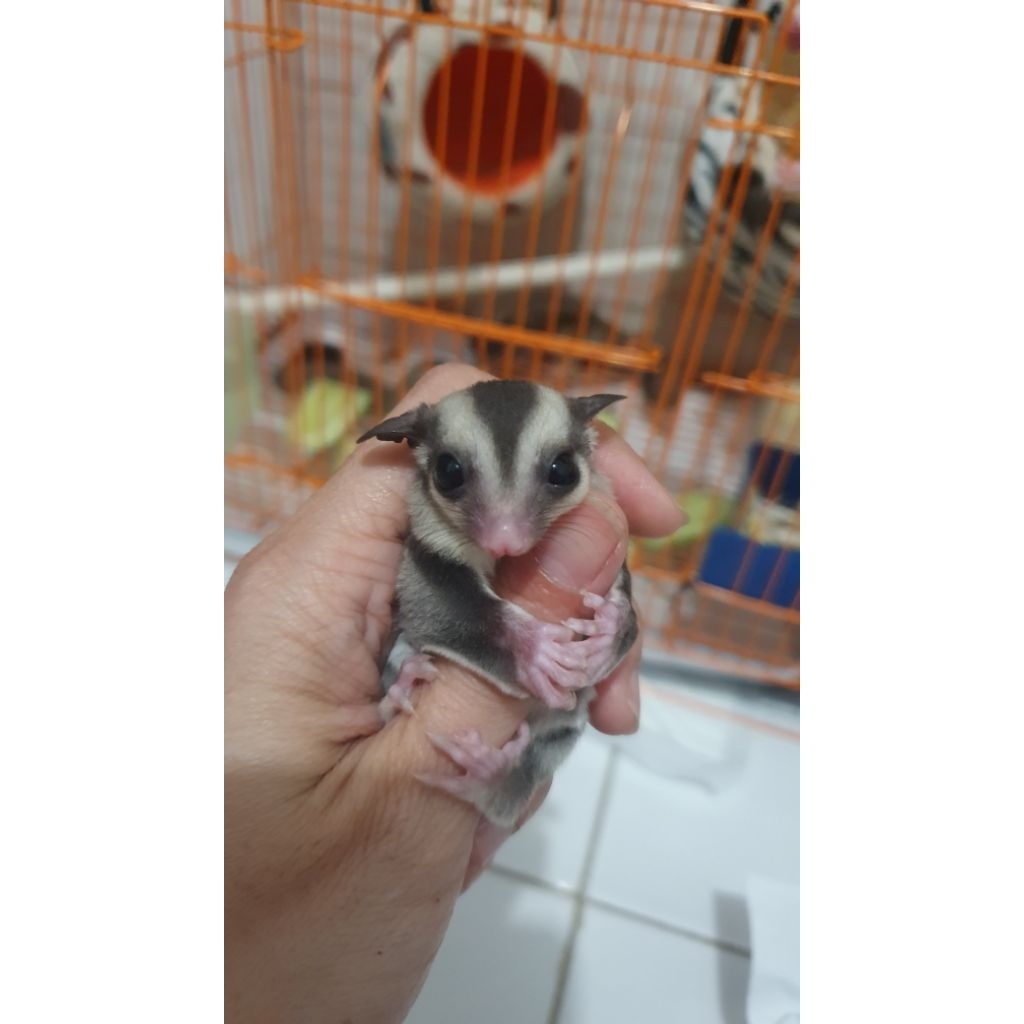 Sugar glider joy classic
