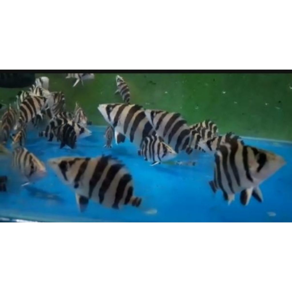 DATZ4BAR SIMETRIS 3CM