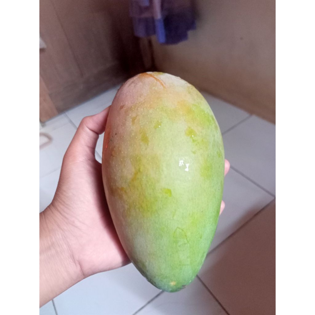 MANGGA KIOJAY / MANGGA THAILAND FRESH