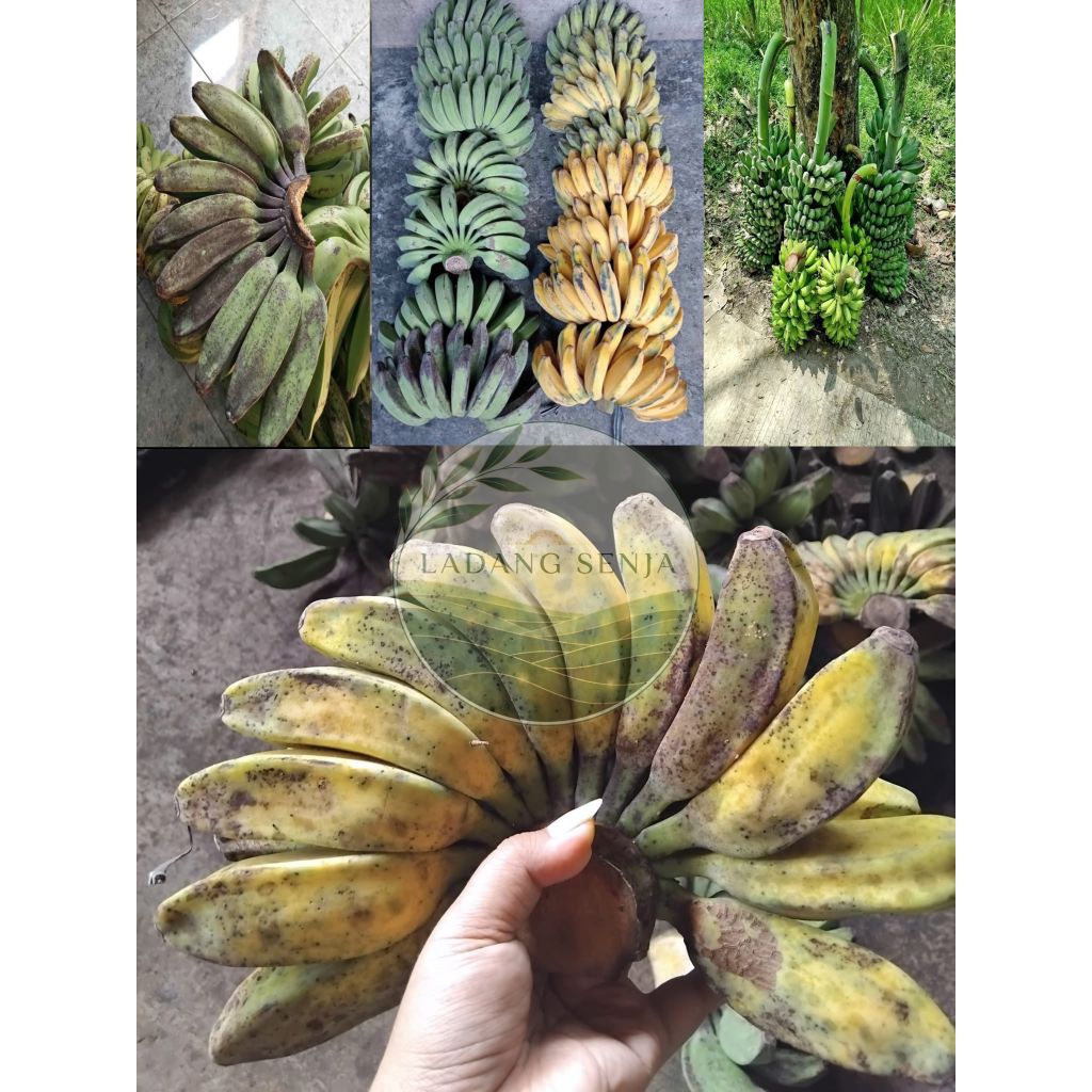 PISANG KEPOK GORENG SUPER  per1kg dikirim masih MENTAH TUA DIPOHON(BELUM MATANG)