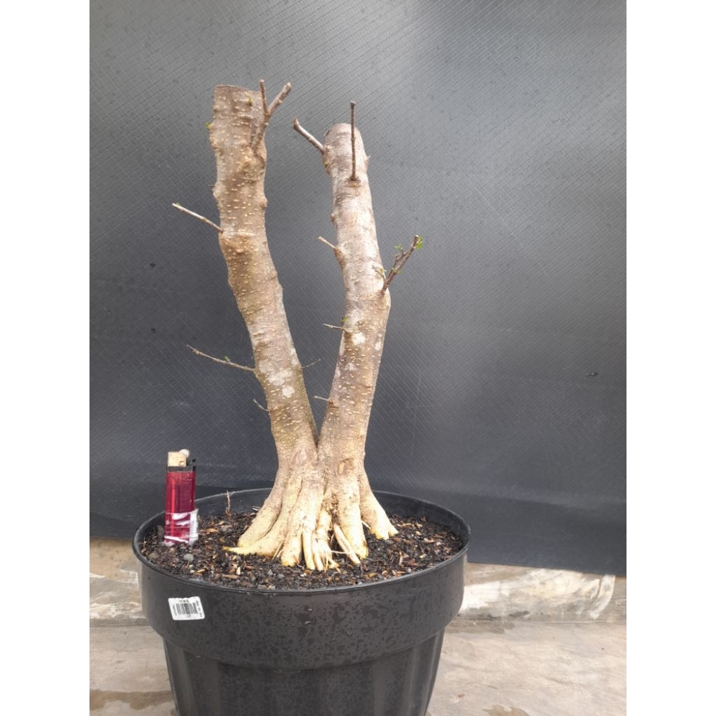 Bahan Bonsai Anting Putri Gaya Twin Program Akar Size Medium Real Pict