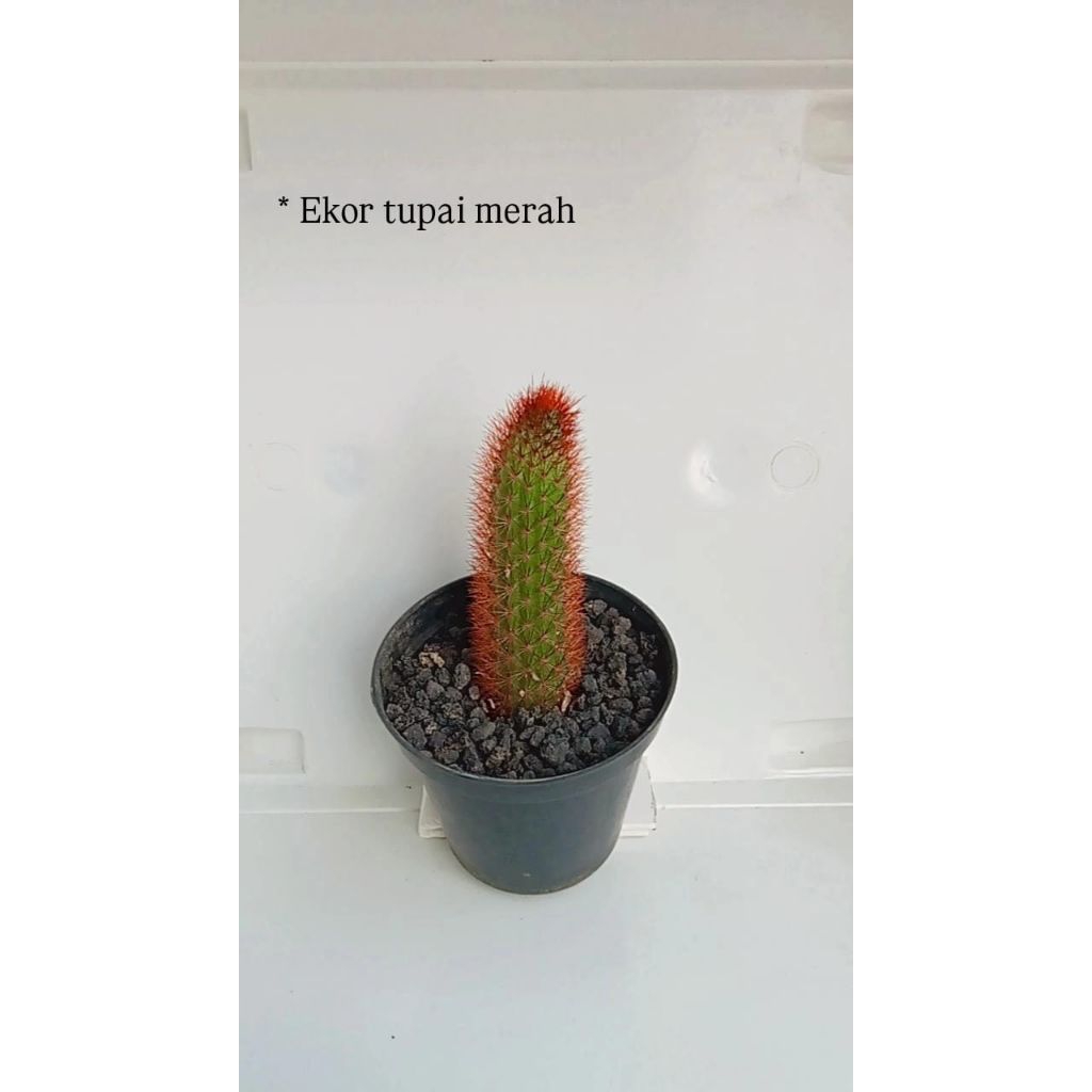 berbagai jenis bunga kaktus free pot