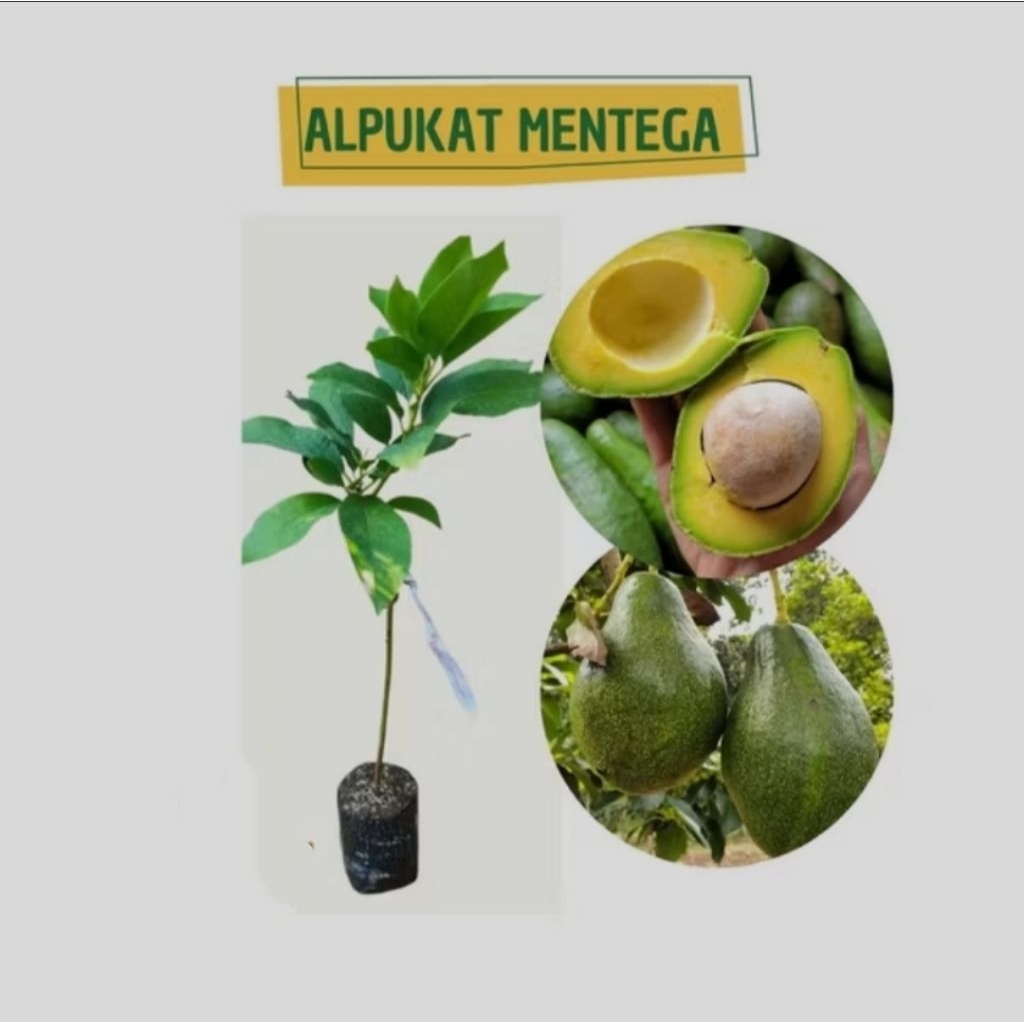 bibit alpukat mentega super jumbo hasil okulasi.bibit alpukat mentega jumbo