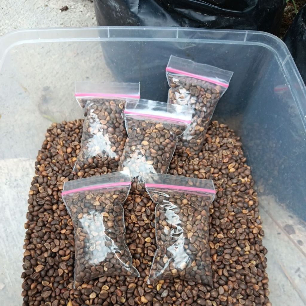 Benih Bibit Kangkung super Seribuan kangkung darat cabut