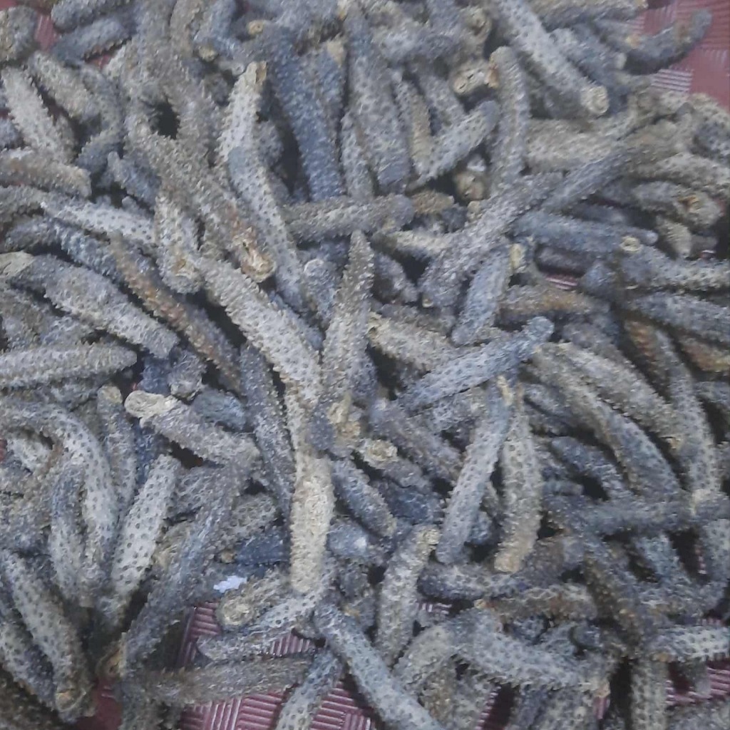 Teripang Duri Kering Haisom Duri 50gr