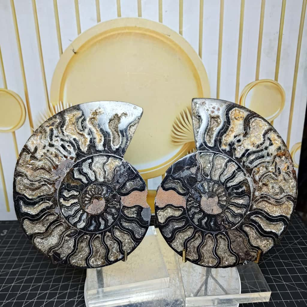 Batu Natural Fossil Keong Black_Ammonite Sepasang (3)