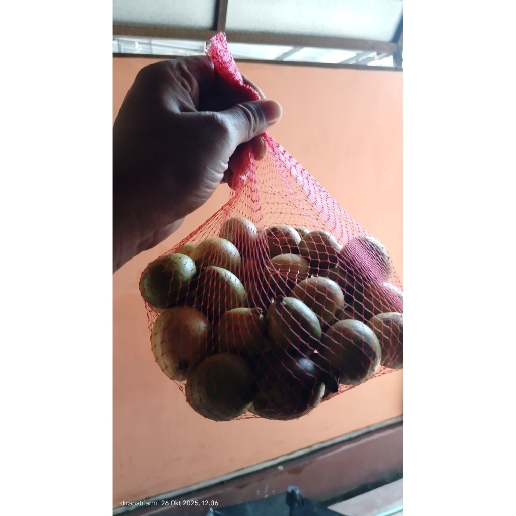 Buah matoa fresh  500 grm baru Petik Rasa Durian dan Legit