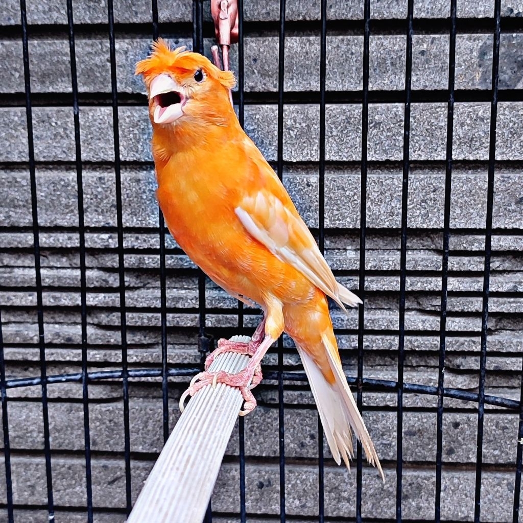 Kenari Merlok Jambul/Gloster - Jantan Gacor (Only Instant Delivery)