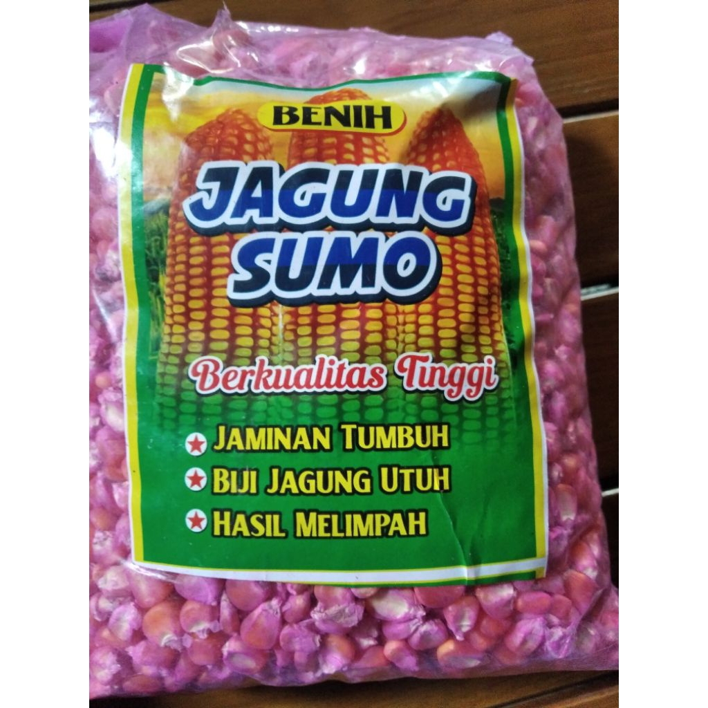 Bibit jagung Sumo,perkasa,sumo perkasa bibit turunan berkualitas