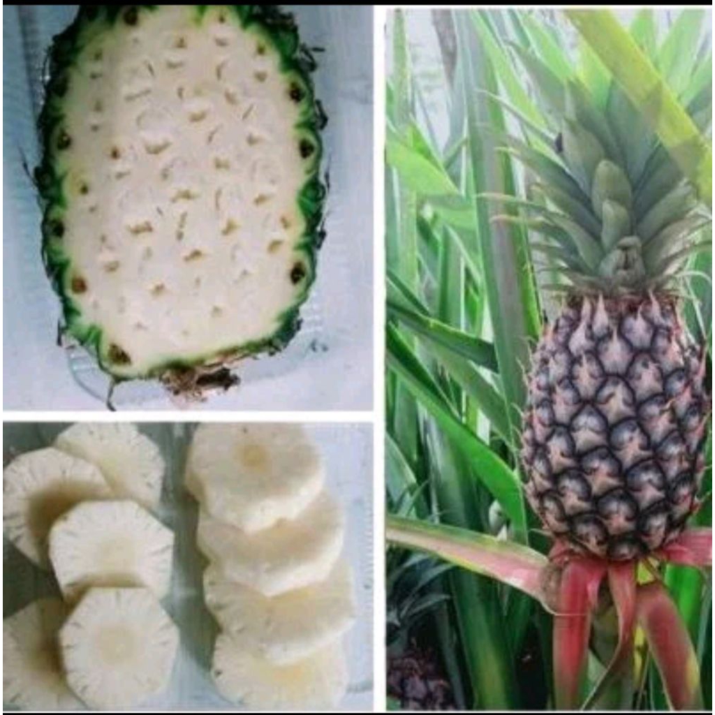 Buah Nanas muda pelancar haid.terbukti ampuh