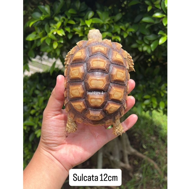 Makanan Sulcata 12cm Free pelet 100gr