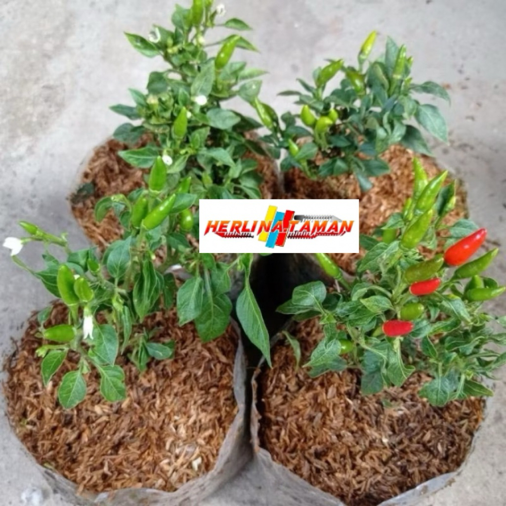 Tanaman Cabe Rawit,Pohon Cabe Rawit, Cabe Rawit