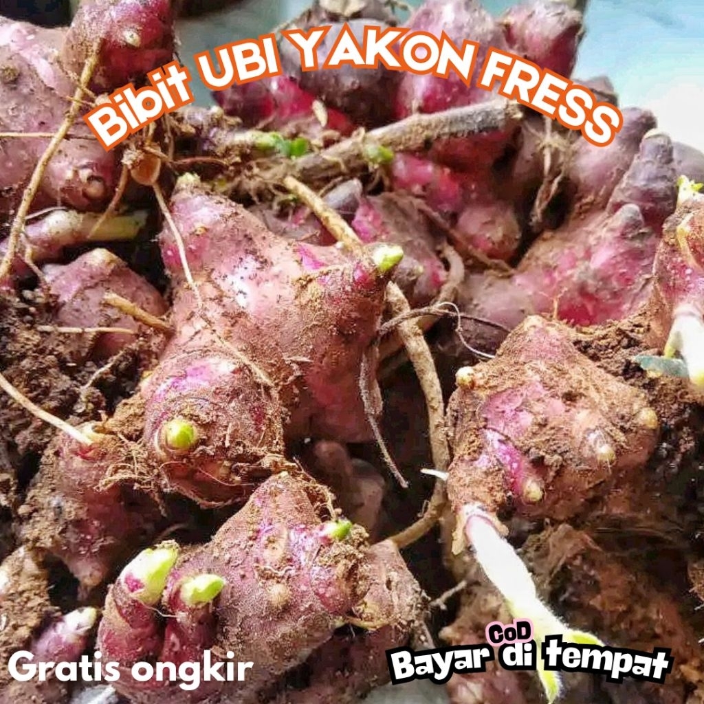 Bibit Ubi Yakon/Rimpang Yakon Fress Asli Wonosobo