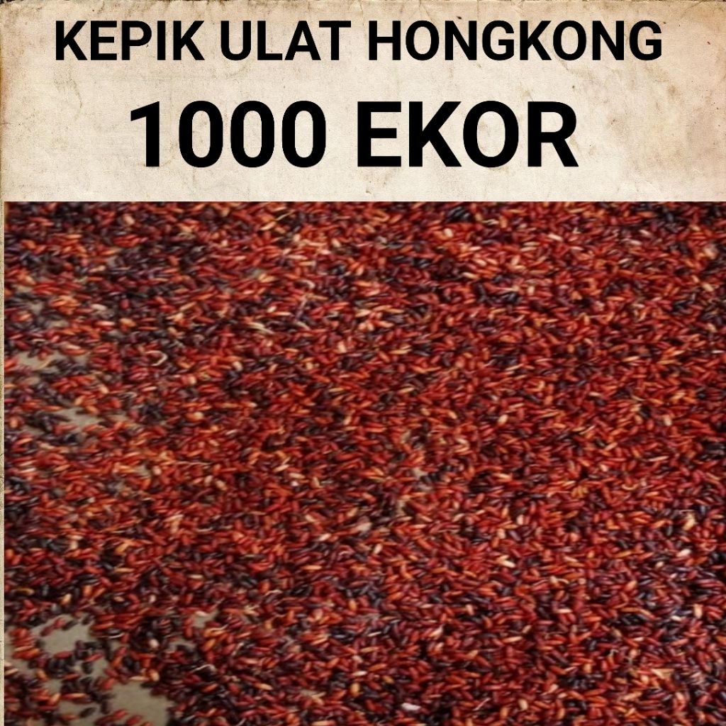 kumbang kepik ulat hongkong 1000