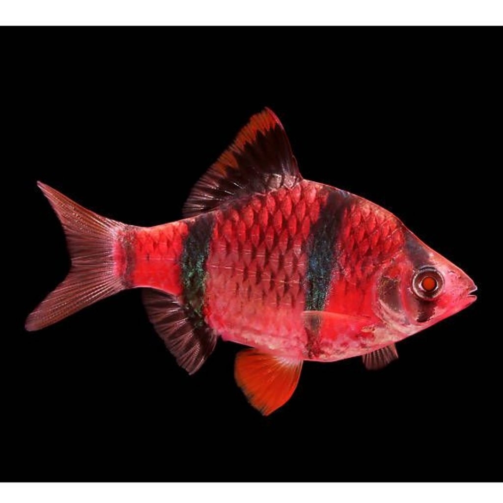 HIASAN-tiger red sumatra/tiger barp