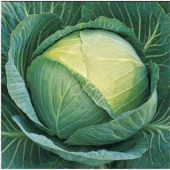 15 Biji Benih Kubis Hijau GUTJI F1