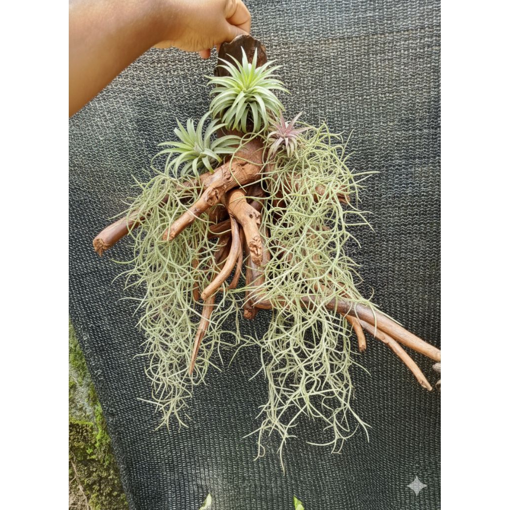 kayu bonggol akar keras