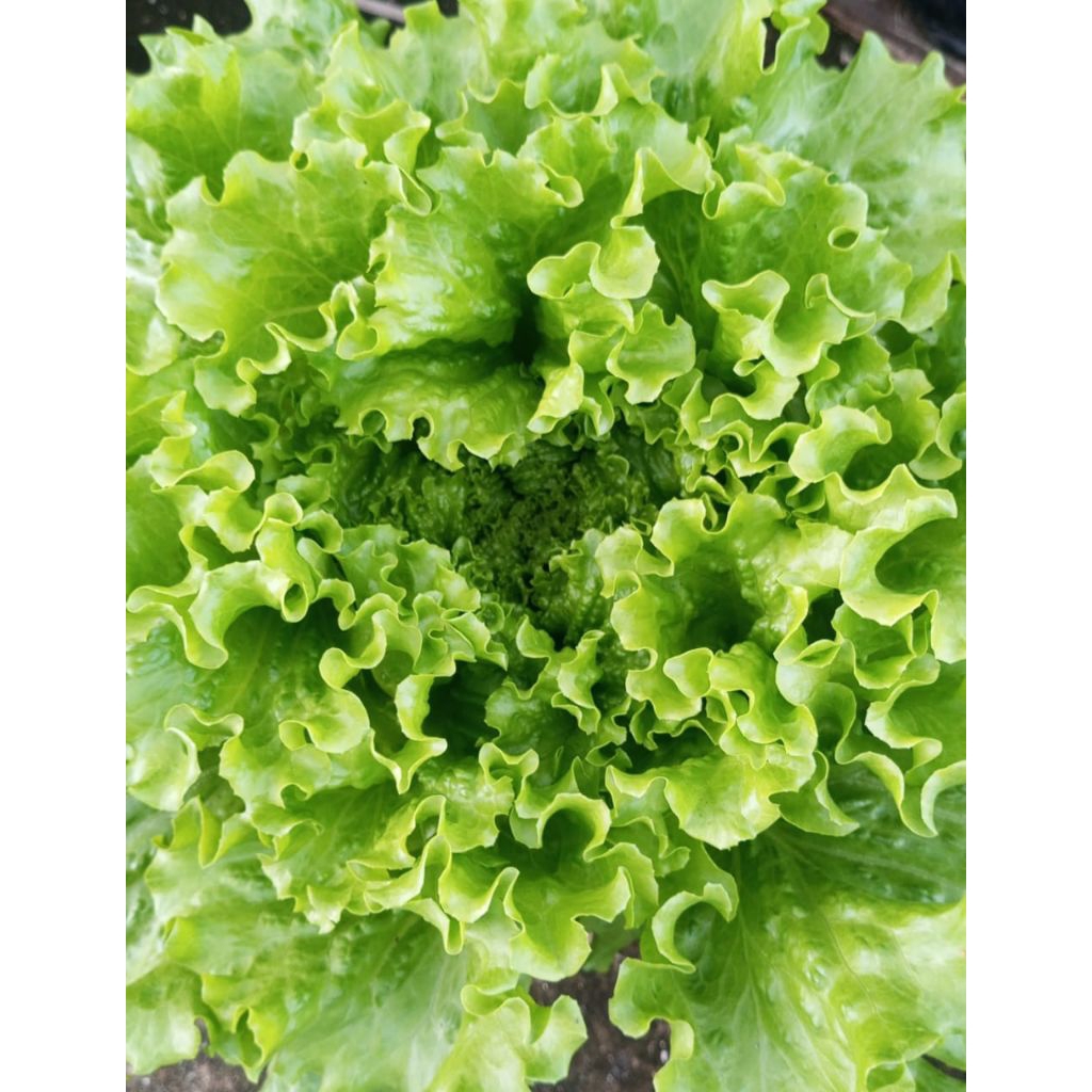 BENIH SELADA CAIPIRA F2 IMPORT