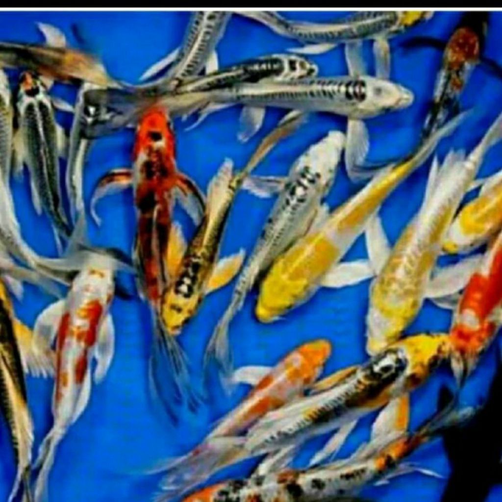 IKAN KOI KUMPAY METALIK