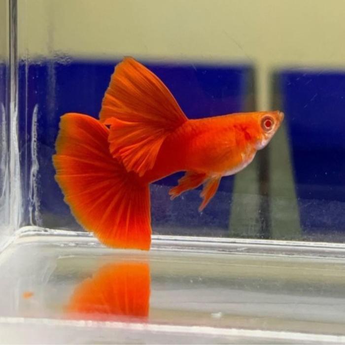 ikan guppy gupy albino red ear AFR big dorsal berkualitas remaja dan dewasa ikan hias aquascape