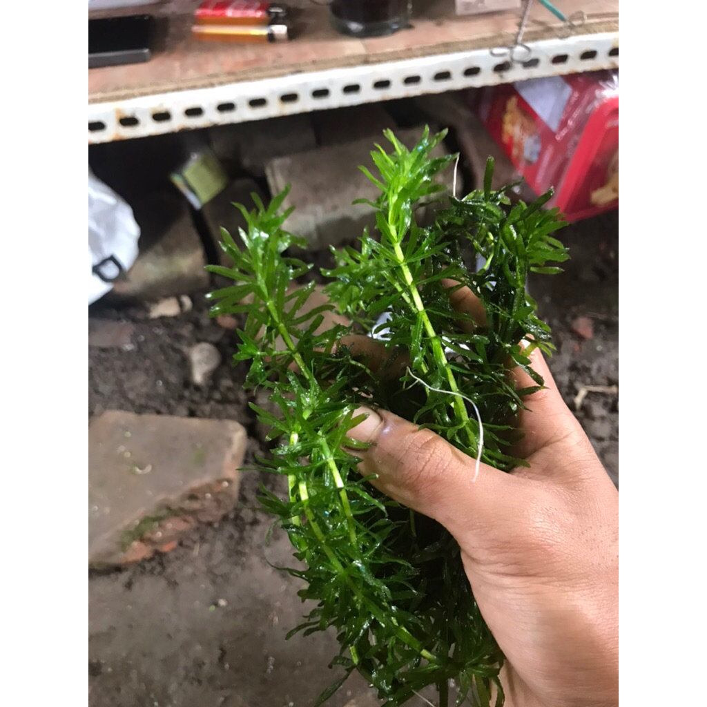 tanaman air hydrilla