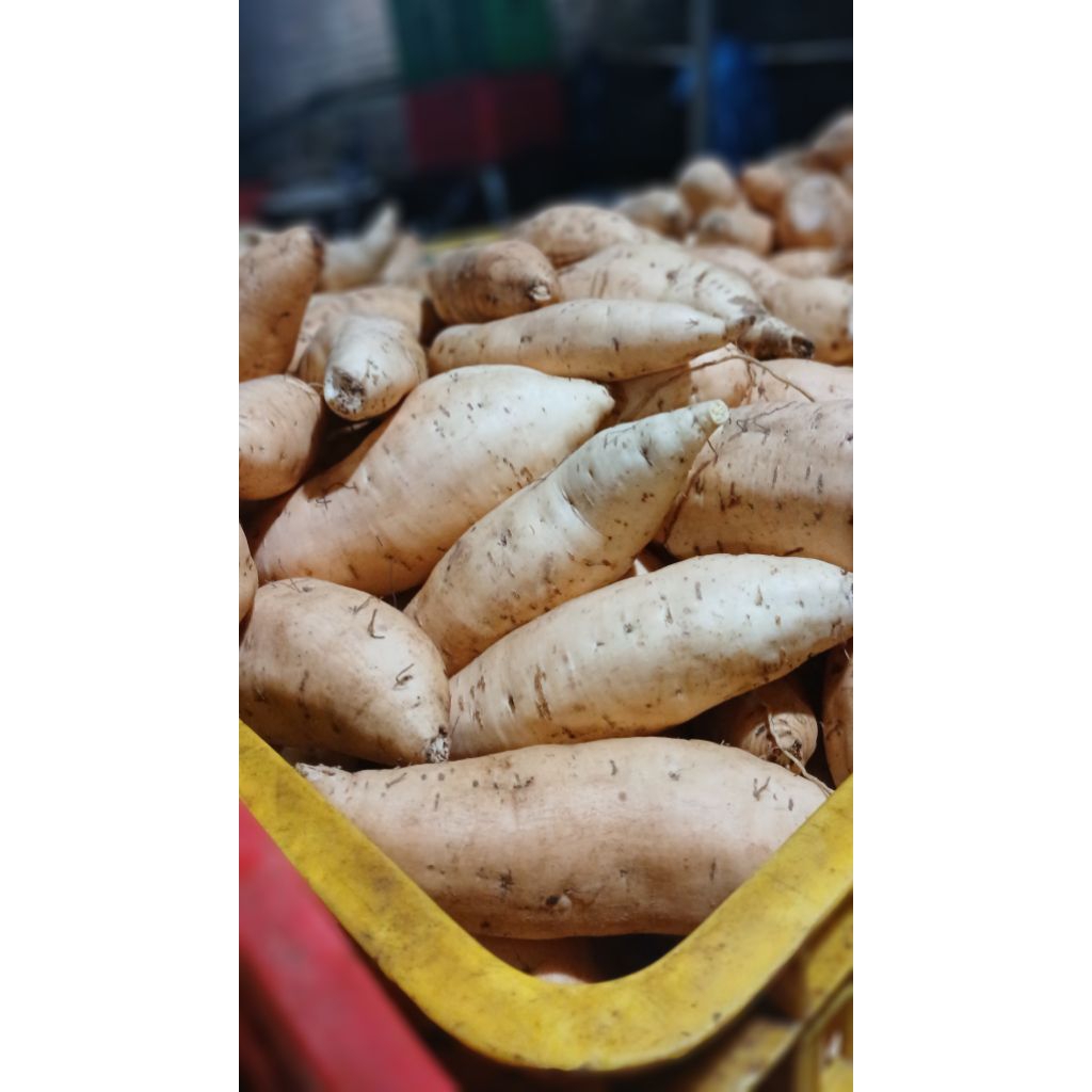 ubi madu cilembu asli sumedang