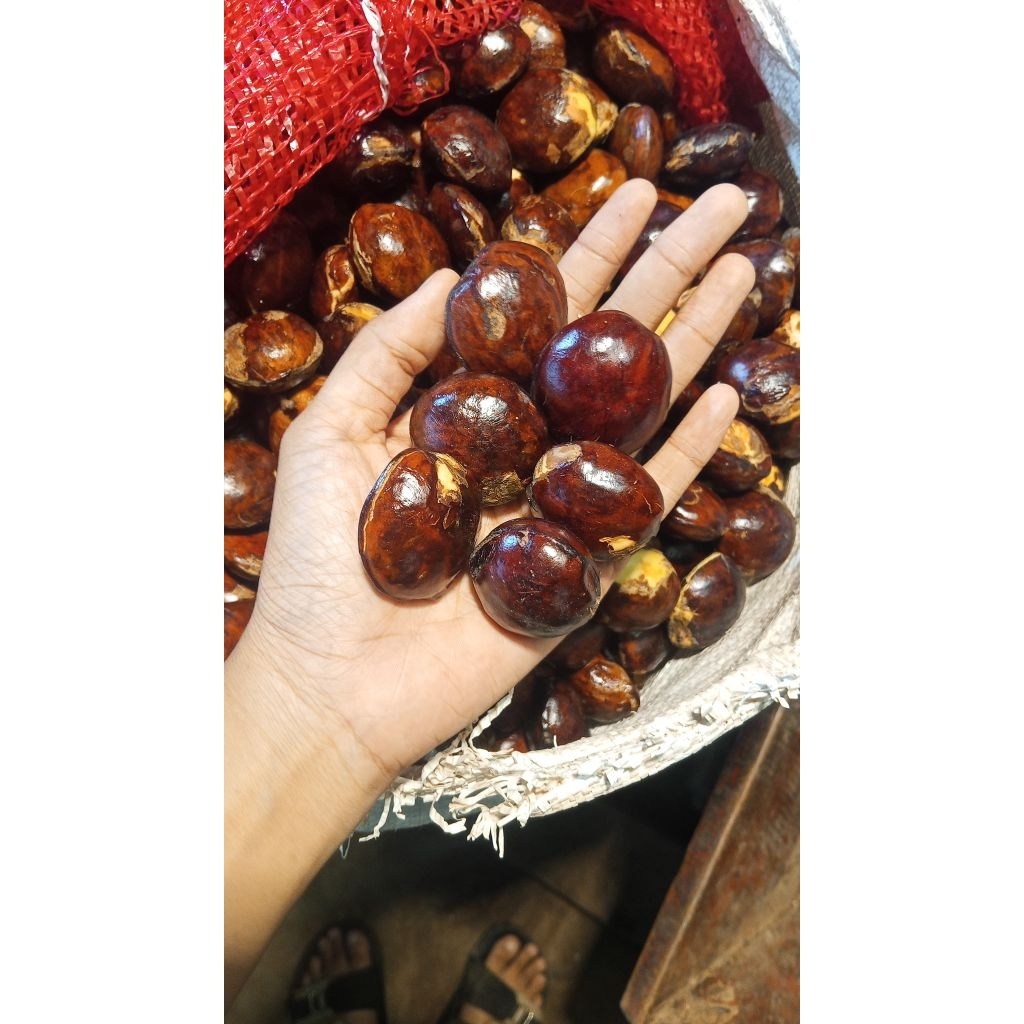 Jengkol Tua Super 1kg - Jengkol Balado / Rendang / Kalio