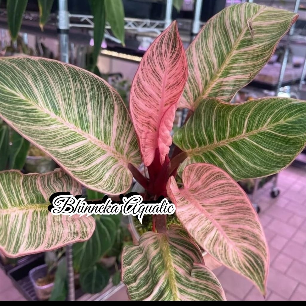 Tanaman Hias Philodendron Birkin Pink Variegated Variegata Varigata Real Pict Murah Ekonomis