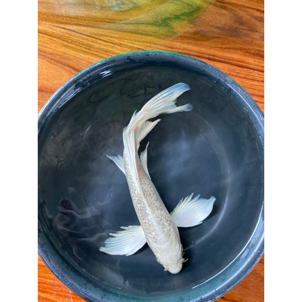 (TERLARIS) PAKETAN 2 EKOR PLATINUM/OGON SLAYER UKURAN 10-15