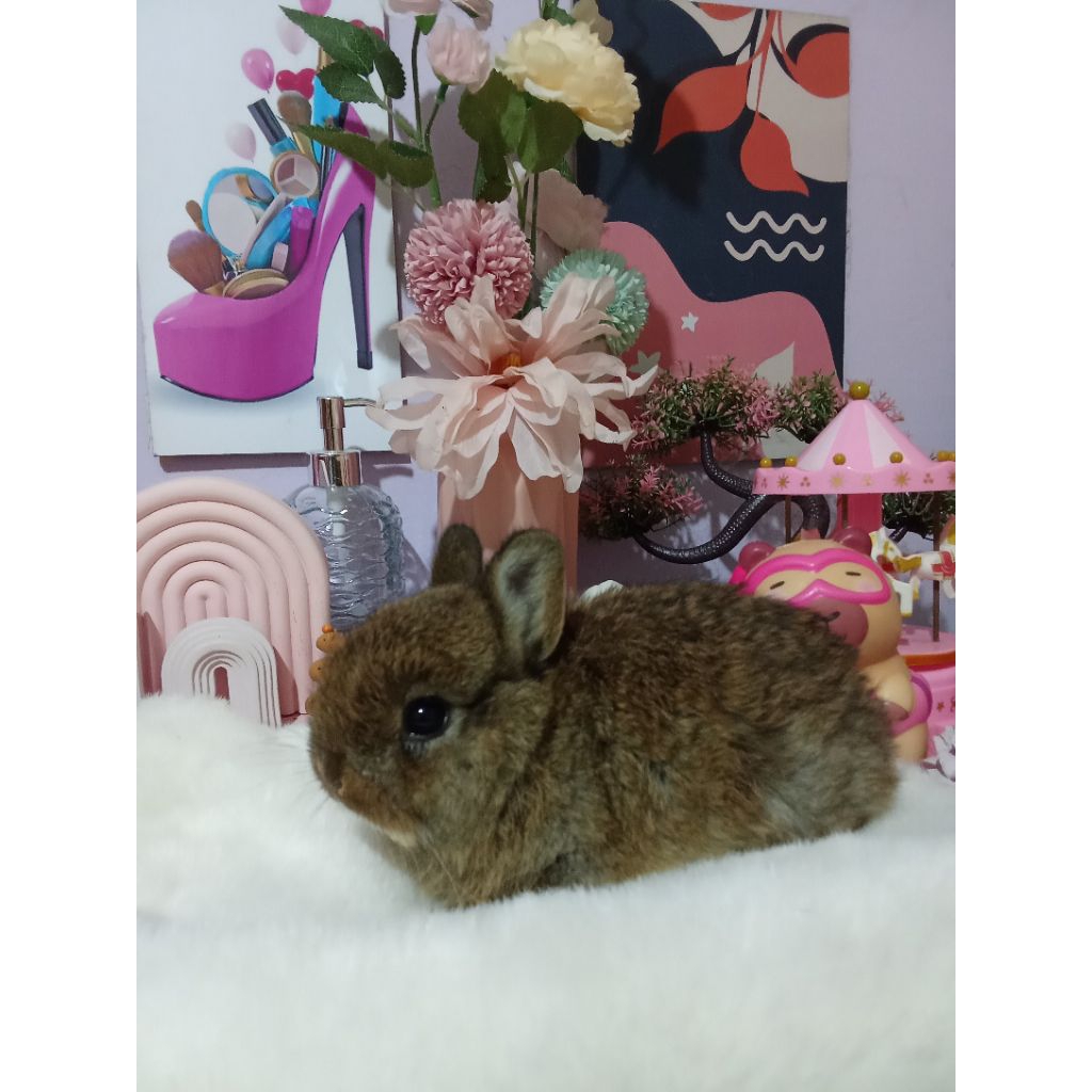 Kelinci Netherland Dwarf Kelinci ND Kelinci Mini
