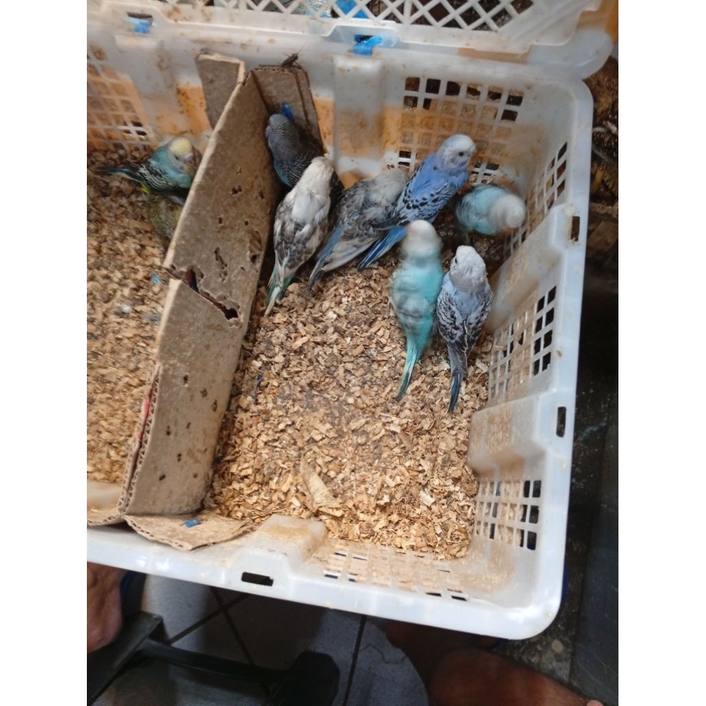 Burung Anakan Lolohan Parkit beby Jitot