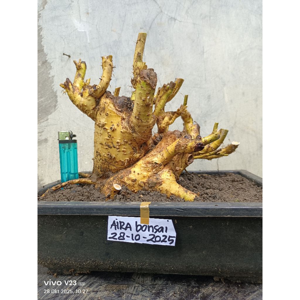 bahan bonsai serut dongkelan besar berkarakter