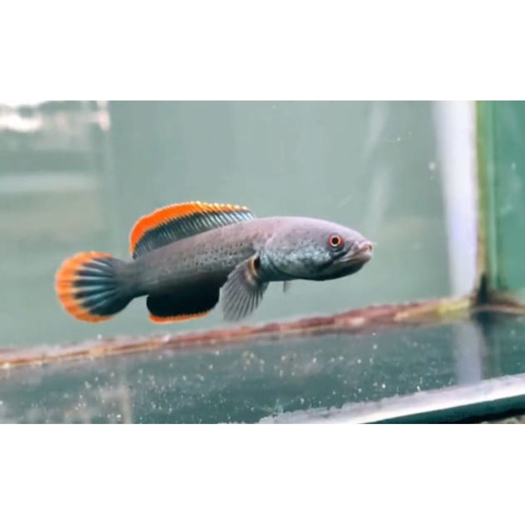 patung Channa limbata lawu rim teballl full pelet 4-6cm