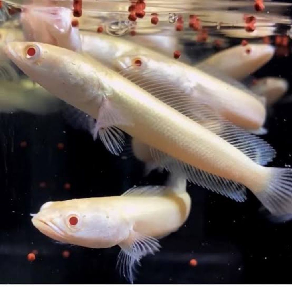 patung channa sriata albino mata merah good quality