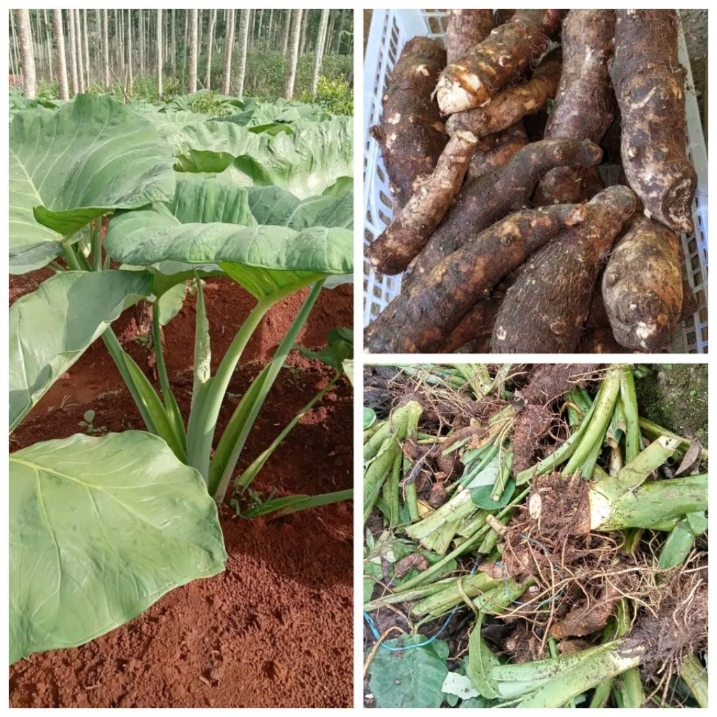 Bibit Talas Belitung/Kimpul/Mbote