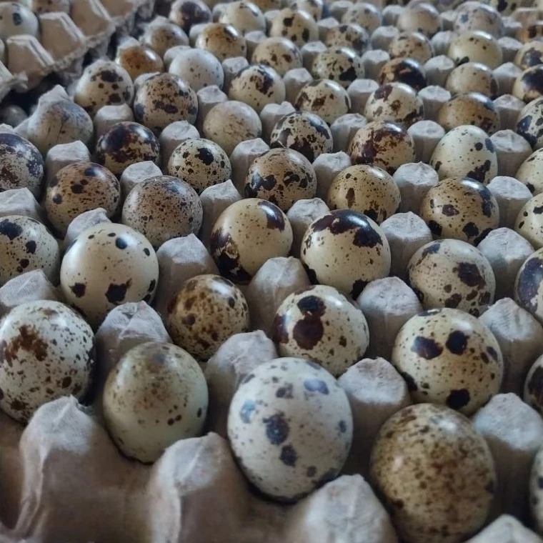 INSTAN Telur Puyuh Telur Burung Puyuh 250 gram