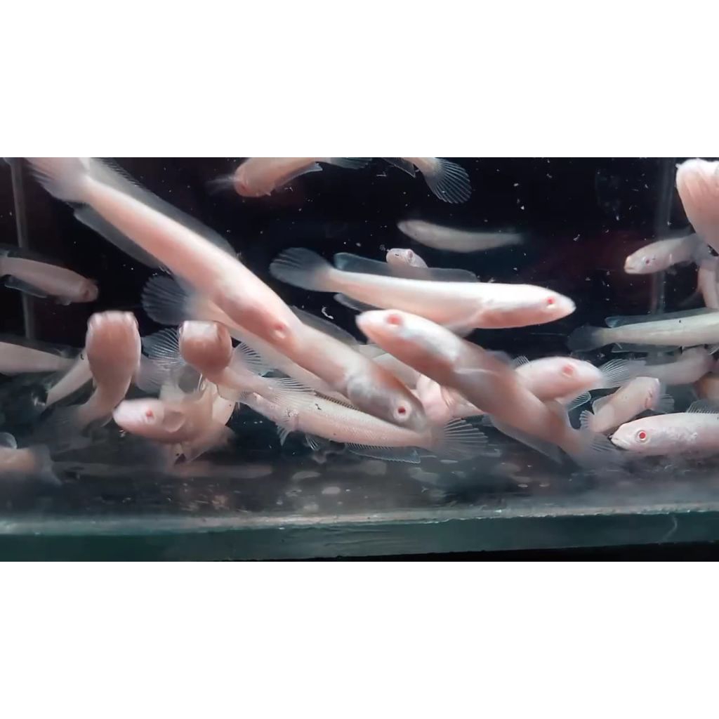 patung channa sriata albino mata merah ekor lurus good quality
